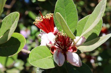 Doğa makro resimleri 