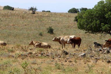 Doğa makro resimleri 