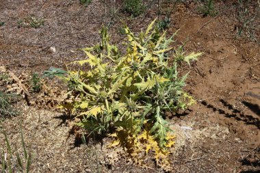 Doğa makro resimleri 