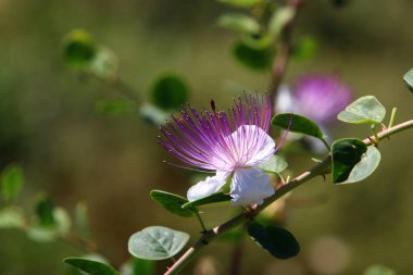 Doğa makro resimleri 