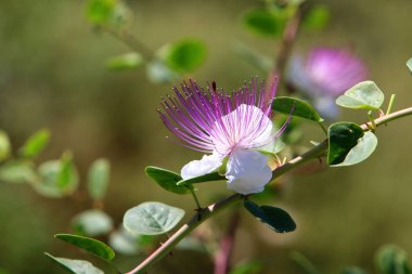 Doğa makro resimleri 