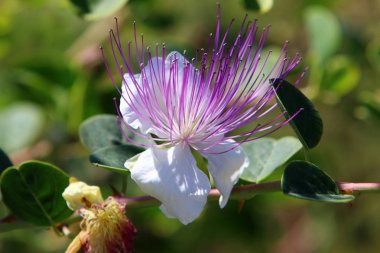 Doğa makro resimleri 