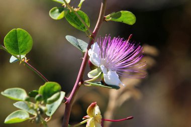 Doğa makro resimleri 