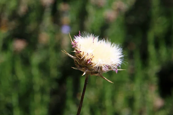 Pictures of nature macro — Stock Photo, Image