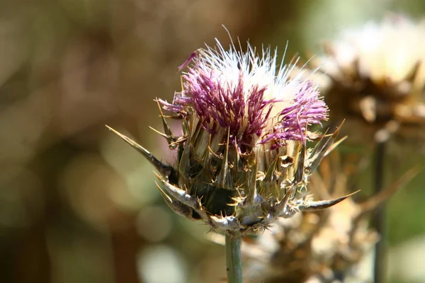 Imagens da natureza macro — Fotografia de Stock