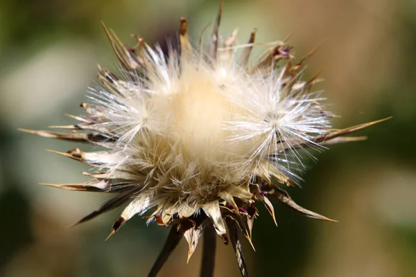 Doğa makro resimleri — Stok fotoğraf