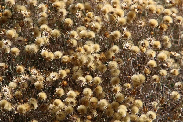 Fotos de la naturaleza macro —  Fotos de Stock