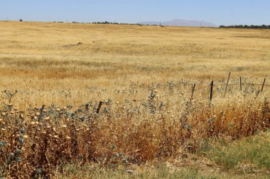 Çitin her zaman sınırı olduğunu 