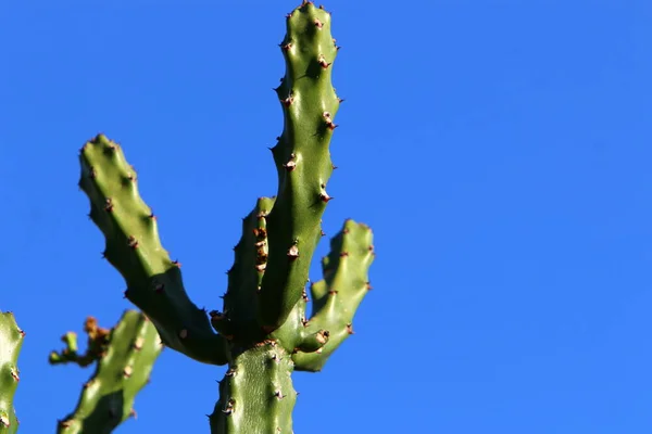 De cactus bloeide in de tuin — Stockfoto