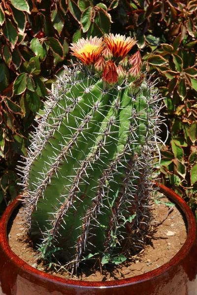 The cactus blossomed in the garden — Stock Photo, Image