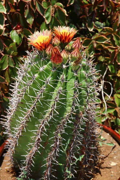 The cactus blossomed in the garden — Stock Photo, Image