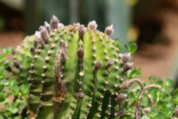 El cactus floreció en el jardín — Foto de Stock