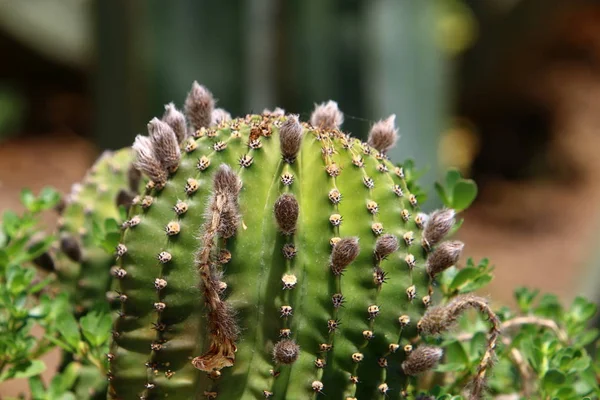 El cactus floreció en el jardín — Foto de Stock