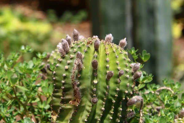 Kaktus kvetl v zahradě — Stock fotografie