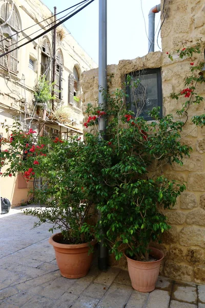 Promenade à travers Tel Aviv — Photo