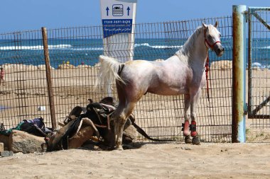 At tellere bağlıdır 
