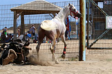At tellere bağlıdır 