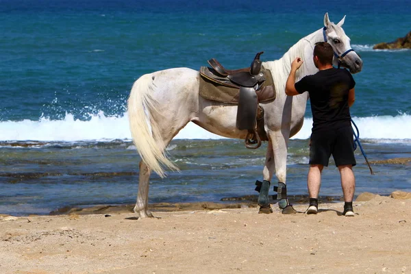 Le cheval est attaché à la clôture — Photo