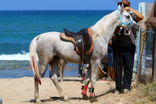 At tellere bağlıdır — Stok fotoğraf