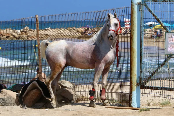 At tellere bağlıdır — Stok fotoğraf