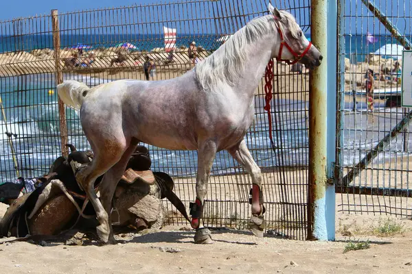 Кінь прив'язаний до паркану — стокове фото