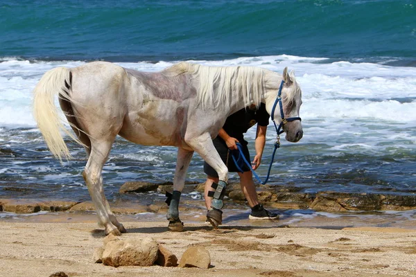 El caballo está atado a la valla. — Foto de Stock