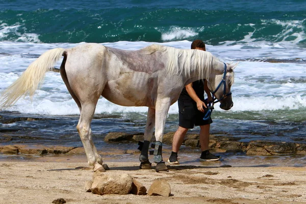 Das Pferd ist an den Zaun gebunden — Stockfoto