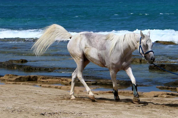 Das Pferd ist an den Zaun gebunden — Stockfoto