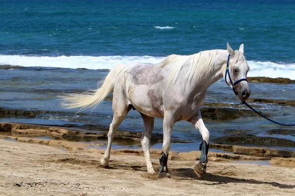 Het paard is gebonden aan het hek — Stockfoto