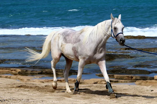 Het paard is gebonden aan het hek — Stockfoto