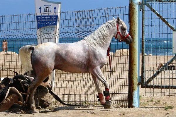 At tellere bağlıdır — Stok fotoğraf