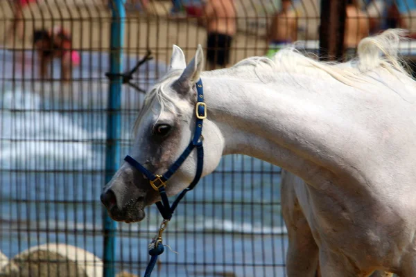 O cavalo está amarrado à cerca. — Fotografia de Stock