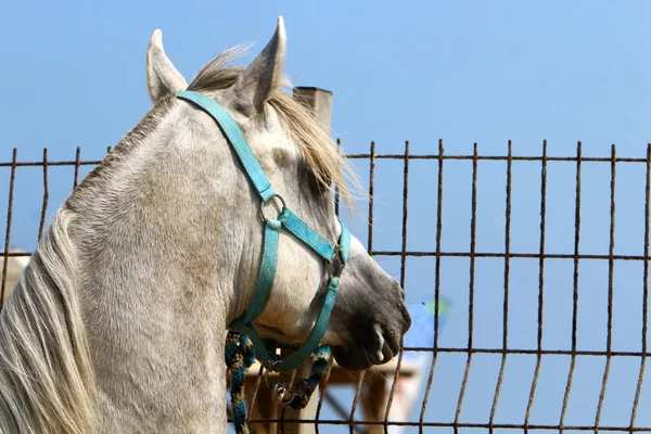 El caballo está atado a la valla. — Foto de Stock