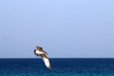 Başının üstüne büyük bir gökyüzü 