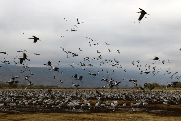 Başının üstüne büyük bir gökyüzü 