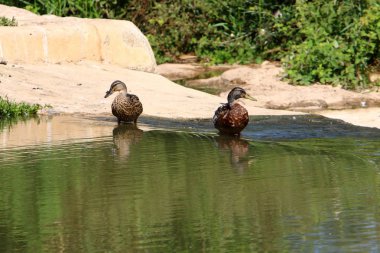 Bir kuş kıyıda oturur    