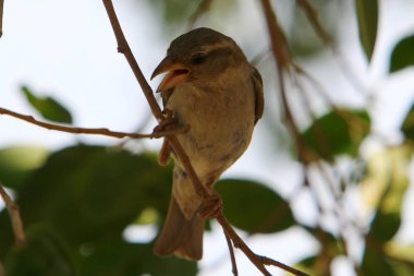 Bir kuş kıyıda oturur    