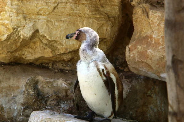 Ein Vogel sitzt am Ufer — Stockfoto