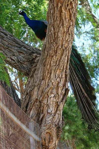 Ein Vogel sitzt am Ufer — Stockfoto