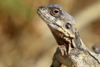 Kertenkele bir taşa oturur 