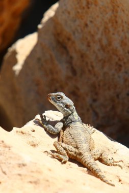 Kertenkele bir taşa oturur 