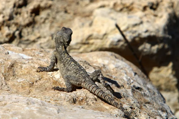 The lizard sits on a rock — Stock Photo, Image