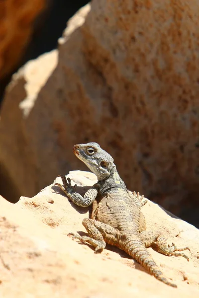 Le lézard est assis sur un rocher — Photo