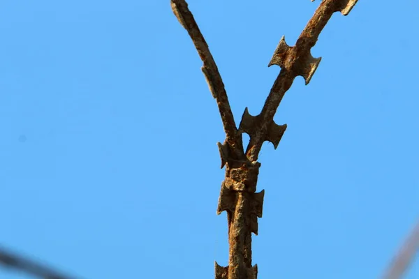 Dikenli Çit — Stok fotoğraf
