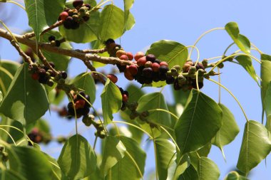 Doğa makro resimleri 