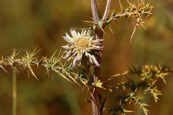 Fotos de la naturaleza macro — Foto de Stock