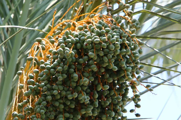 Imagens da natureza macro — Fotografia de Stock