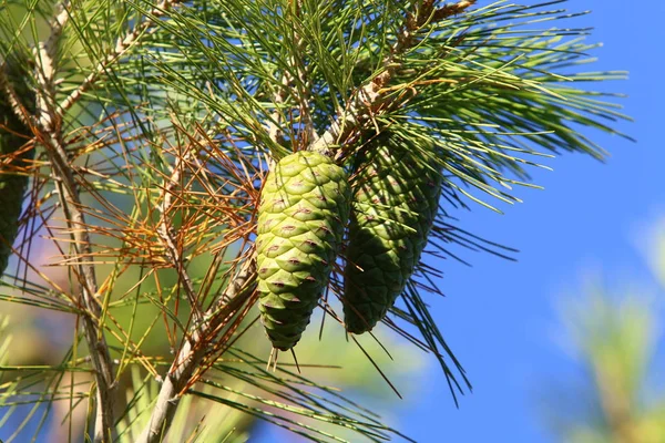 Doğa makro resimleri 
