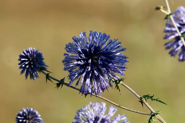 Imagens da natureza macro — Fotografia de Stock