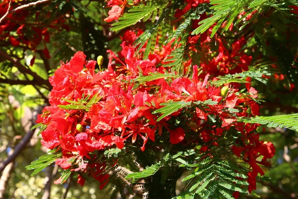 Bilder der Natur Makro — Stockfoto